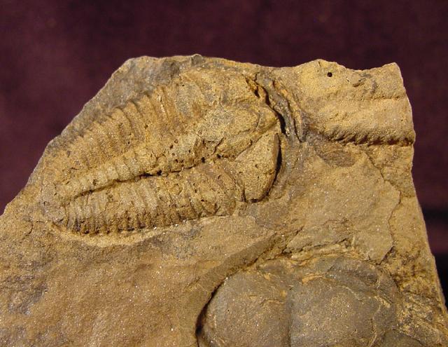 Conocoryphe cirina (BARRANDE 1846) - Bild © FossNet FossilienStore